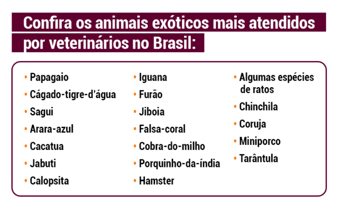 Confira os animais exóticos mais atendidos por veterinários no Brasil
Título da imagem: Animais exóticos