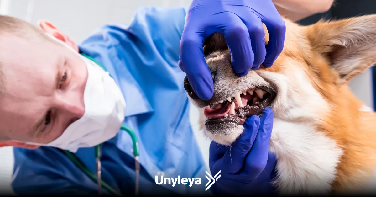 Odontologia veterinária: oportunidades, salário e como se profissionalizar