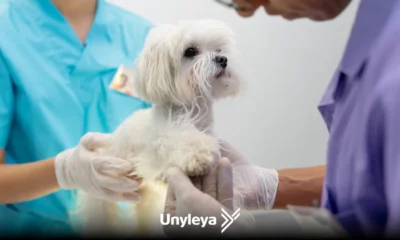 Oncologia Veterinária de Pequenos Animais: Vantagens de cursar a especialização em oncologia animal 