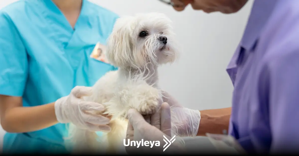 Oncologia Veterinária de Pequenos Animais: Vantagens de cursar a especialização em oncologia animal 