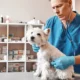 Oncologia Veterinária de Pequenos Animais: tudo o que você precisa saber sobre a especialização