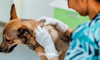 Dermatologia Veterinária: 3 Doenças de Pele em Animais que Todos Precisam Conhecer