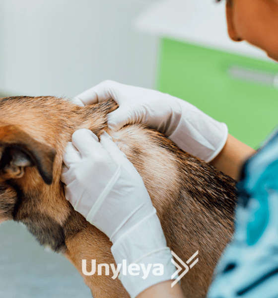 Dermatologia Veterinária: 3 Doenças de Pele em Animais que Todos Precisam Conhecer