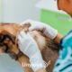 Dermatologia Veterinária: 3 Doenças de Pele em Animais que Todos Precisam Conhecer