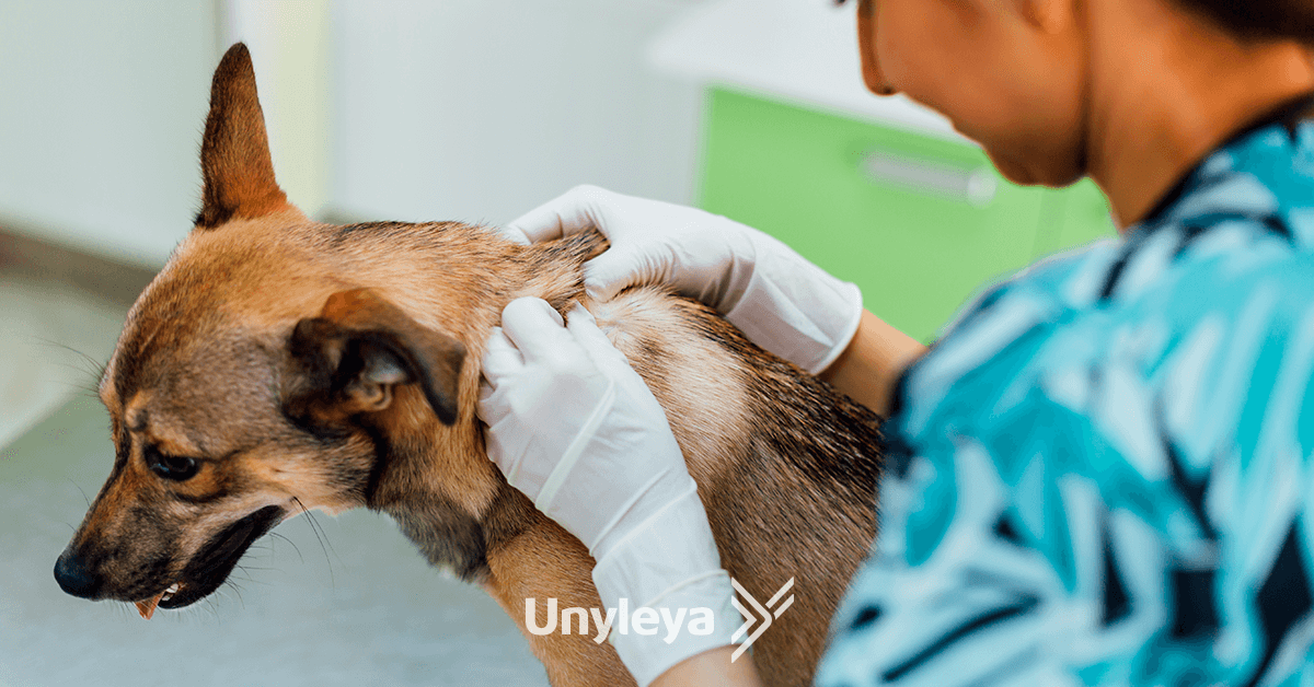 Dermatologia Veterinária: 3 Doenças de Pele em Animais que Todos Precisam Conhecer