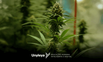 O mercado da cannabis medicinal está em expansão