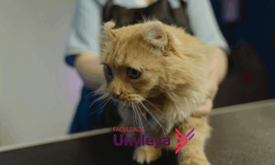 Clínica Médica de Gatos