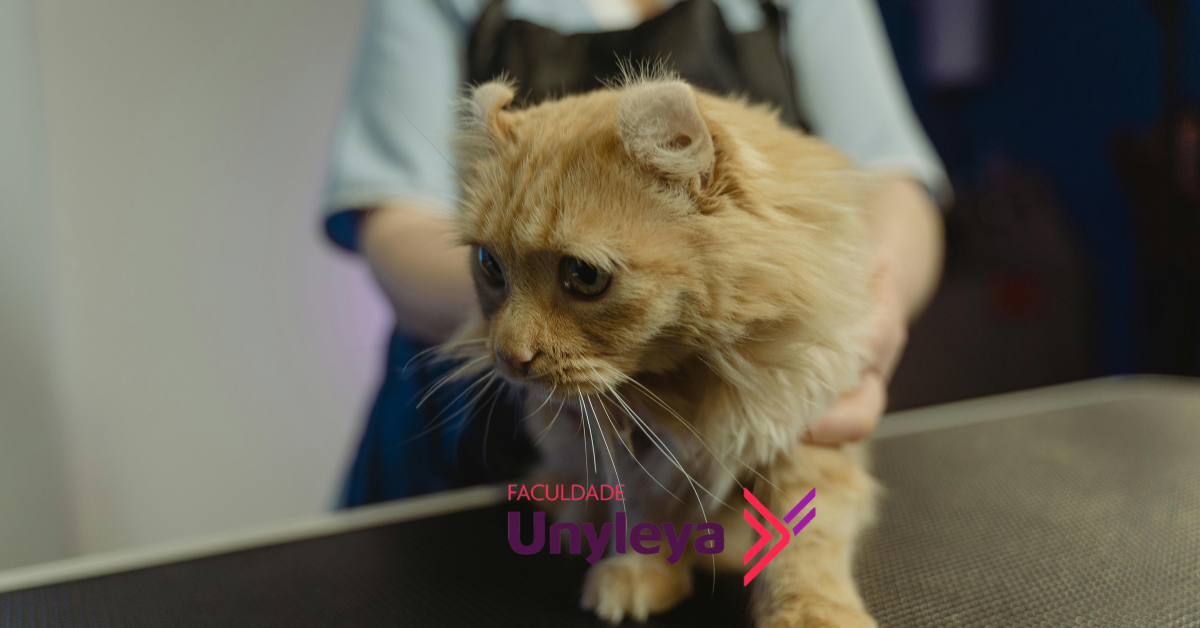 Clínica Médica de Gatos