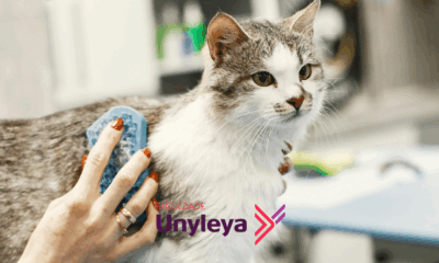 Medicina veterinária