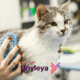 Medicina veterinária