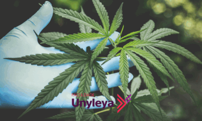 Cannabis Medicinal