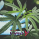 Cannabis Medicinal