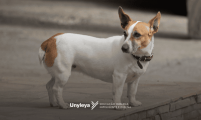 O Que Esperar de Uma Pós-graduação em Clínica Médica de Pequenos Animais
