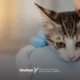 Patologia Clínica veterinária: como se tornar um especialista?