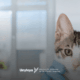 Dermatologista veterinário: quanto ganha e como ser?