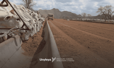 Pós-graduação em zootecnia: descubra o que estuda nessa pós-graduação