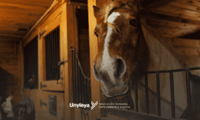 Descubra como ser um veterinário militar