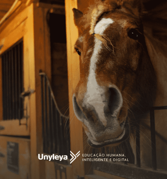 Descubra como ser um veterinário militar
